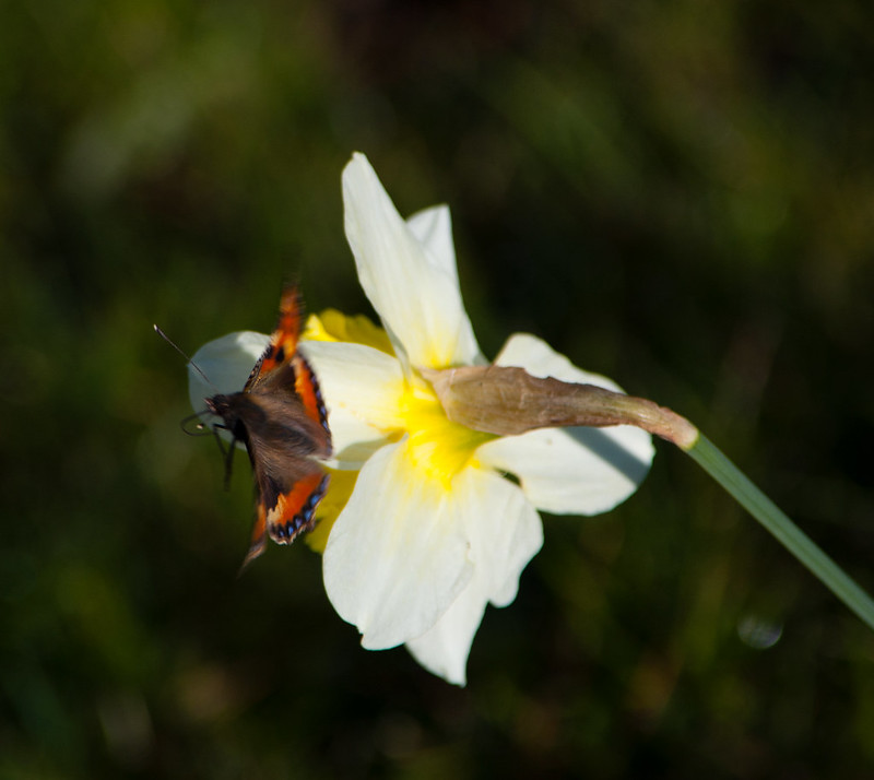 Tortoiseshell butterfly on daffodil