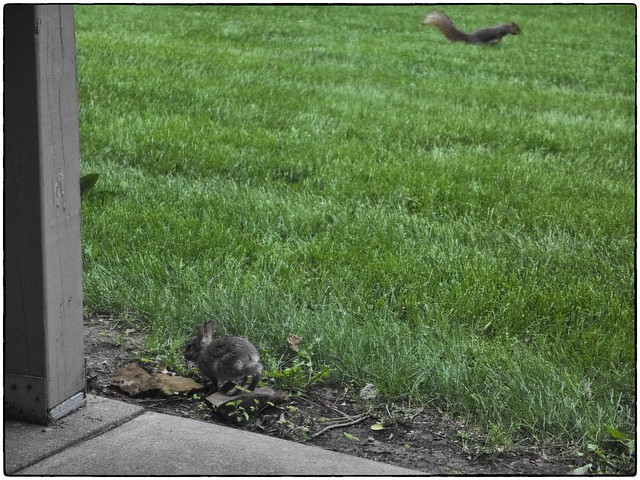 Baby Bunny And Squirrel, May 23, 2015