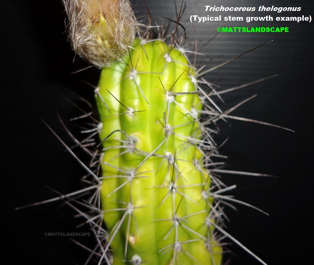 Trichocereus thelegonus (pic #5-Typical stem growth example-detailed)
