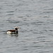 Flickr photo 'Long-Tailed Duck' by: HorsePunchKid.