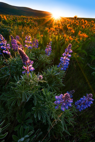 flowers sun oregon sunrise washington spring pacificnorthwest lupine thedalles sunflare balsamroot sunstar dallesmountainranch