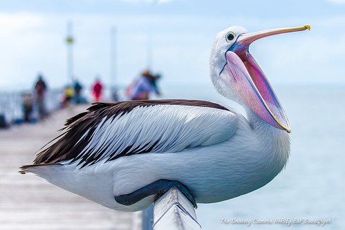 art birds canon bay pier flickr image australia pelican views queensland mk2 hervey 500 1000 100400mm 6d urangan