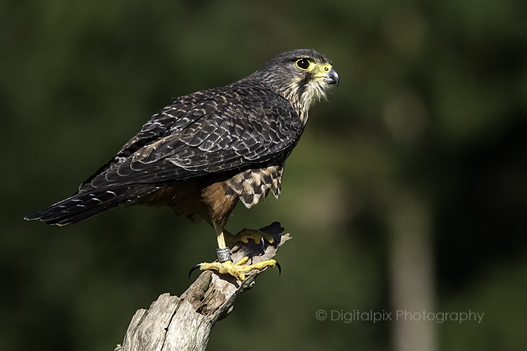 NZ Falcon