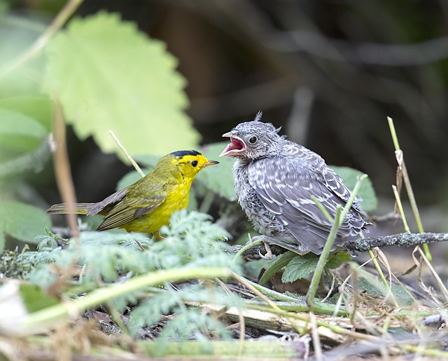 mamas, don't let your babies grow up to be cowbirds!