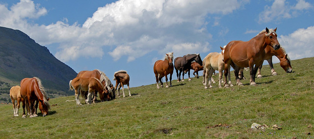 Horses in the Pyrenees high mountain pastures