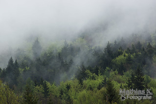 Nebelschwaden im Wald