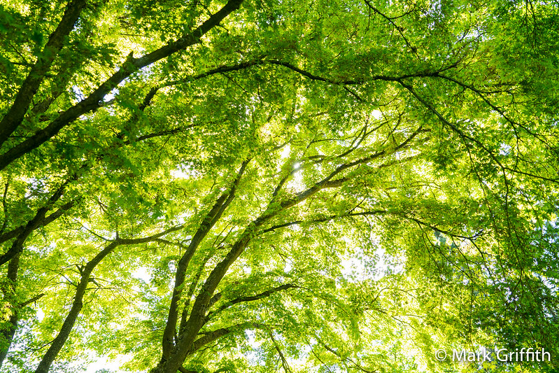 The Canopy Above