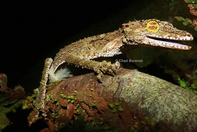 Northern Leaf-tailed Gecko (Saltuarius cornutus)
