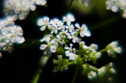 Delicate cow parsley flowers