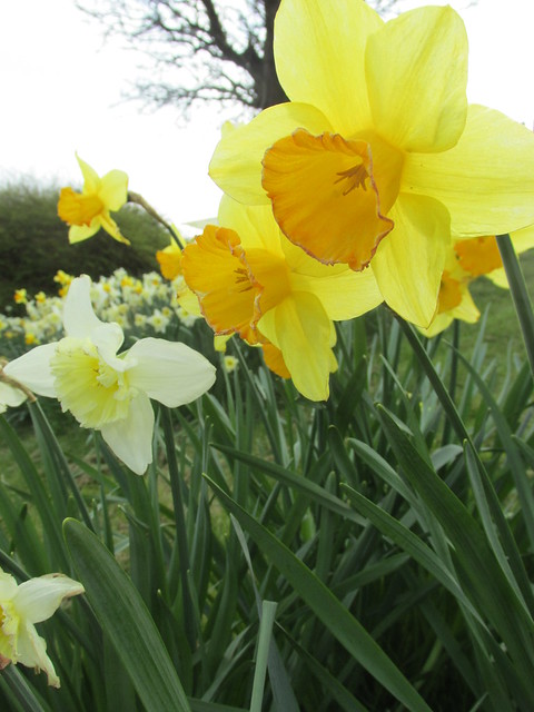 April 6, 2015: Glynde to Seaford Cuckmere Haven daffodils