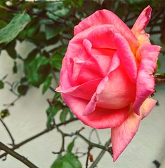 #headturner #pink #rose in our #garden #irish #dublin #blackrock #monkstown #dunlaoghaire #pretty #beautiful #gorgeous  #picoftheday #summer #flower #bloom #blossom #2016 #first #tourism #love #floral