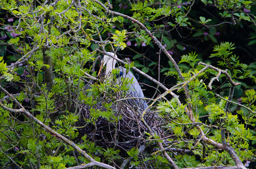 Be upstanding: heron on the nest