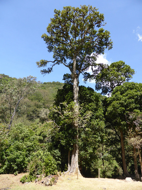 Quercus copeyensis C.H.Mull. 1942 (FAGACEAE)