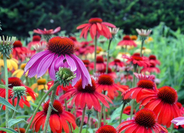 March of the Coneflowers