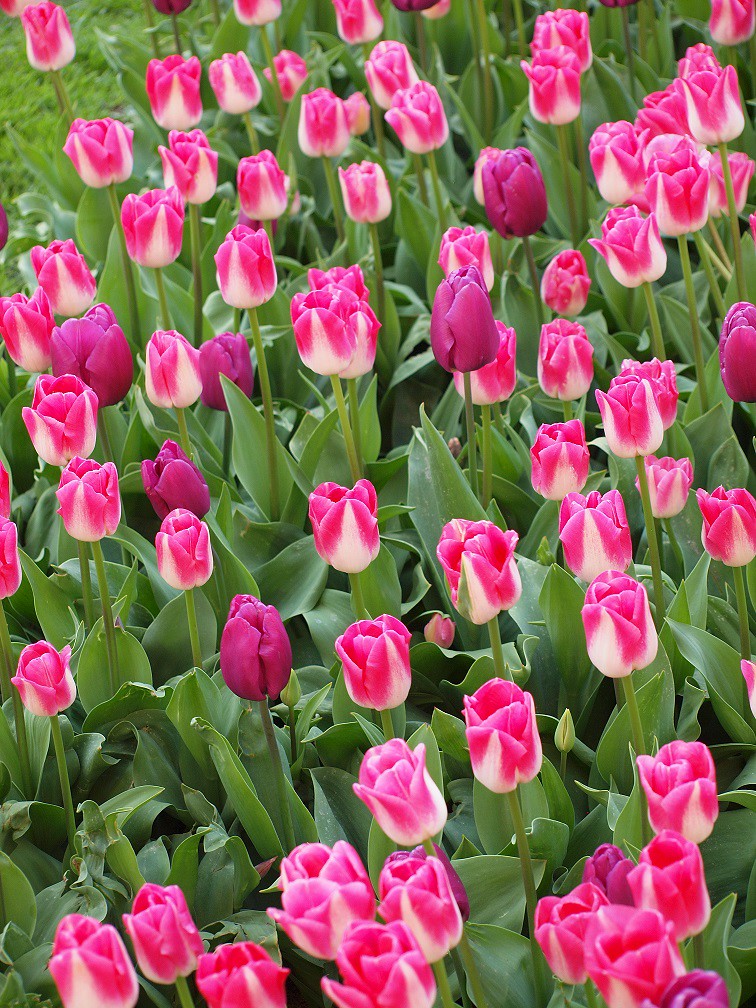 Pink and purple tulips at Rådhusplassen | OLYMPUS DIGITAL CA… | Flickr