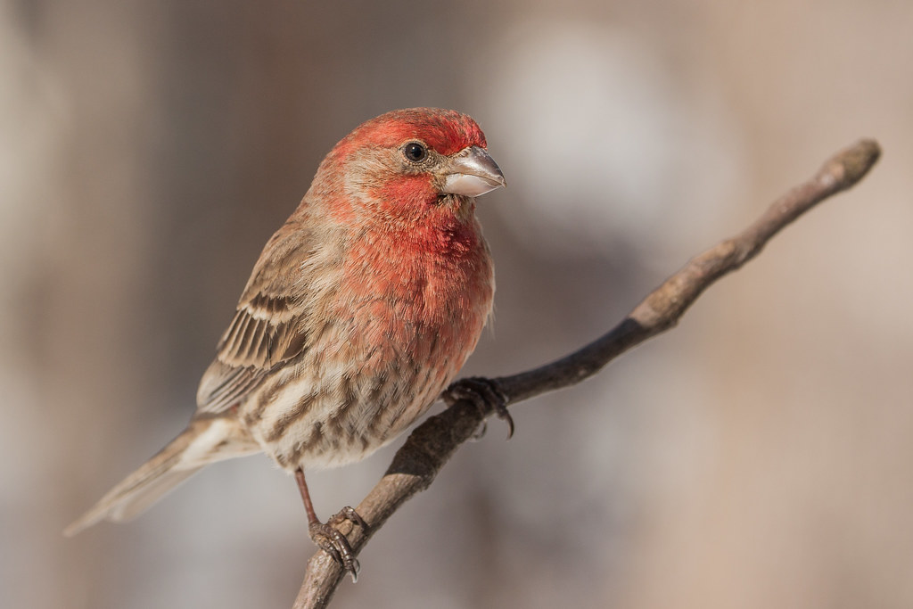 House Finch - Male Photo credit: Mike Carlo/U.S. Fish & Wild… - Flickr