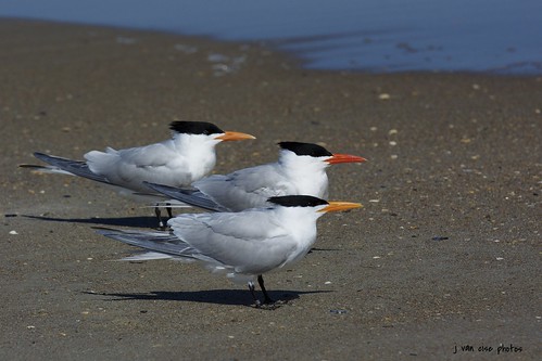 The Royal Tern Trio ~ Royal Terns ~ Thalasseus maximus ~ Southern Outer Banks, North Carolina