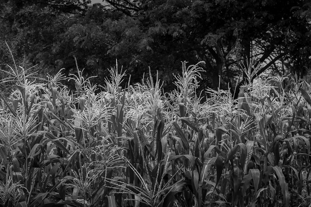 Corn field in Bagan