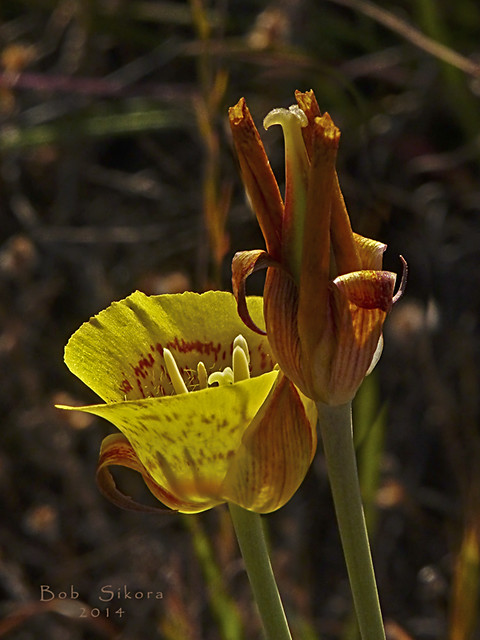 Calochortus luteus_Yellow Mariposa Lily_0012