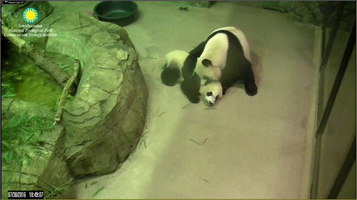 Mama, you caught me! Attribution: Smithsonian's National Zoo | by helenwoo555