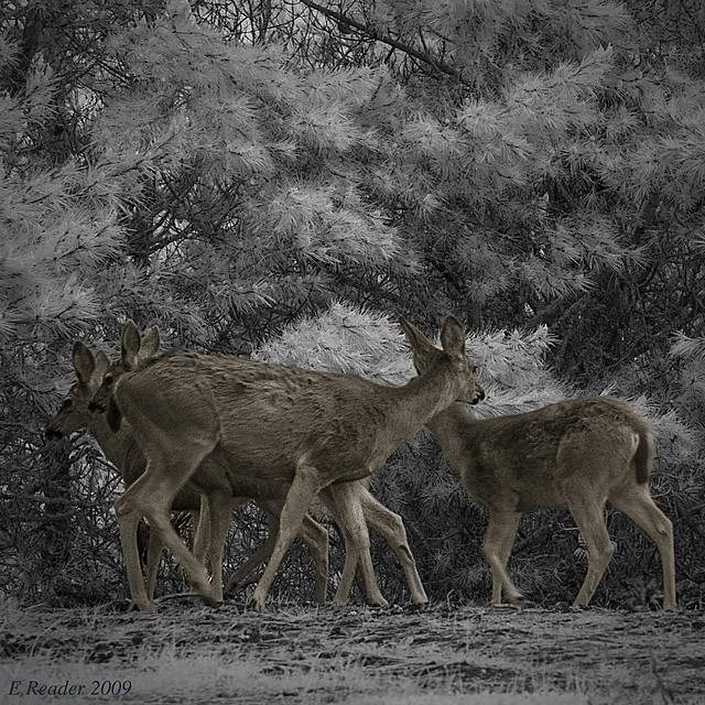 Deer in an Infrared Forest