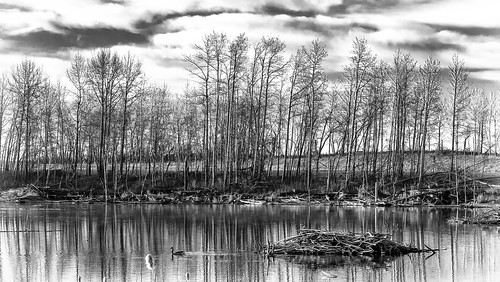 trees blackandwhite bw white black water grass clouds landscape geese spring pond ducks beaver alberta deadwood beaverdam