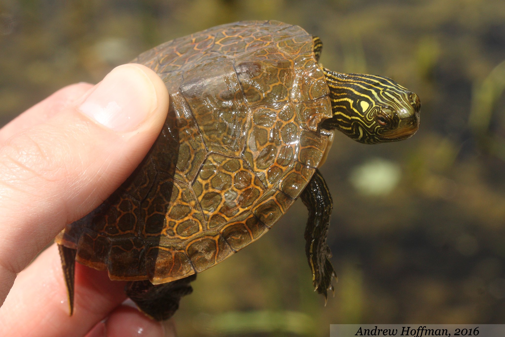 Graptemys geographica (Northern Map Turtle)