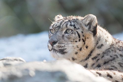 Snow Leopard Looking Up Eric Kilby Flickr snow-leopard-looking-up-eric-kilby-flickr