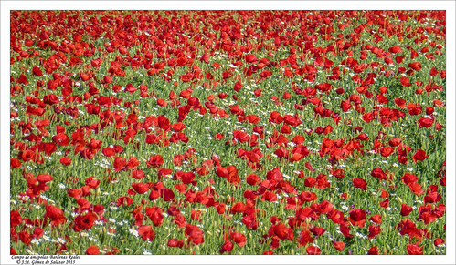 flowers naturaleza flores flower field landscape flor paisaje panasonic poppy redflower navarra amapolas amapola papaverrhoeas bardenasreales floresrojas campodeamapolas floweringfield naturalezacautivadora dmctz20 panasonicdmctz20