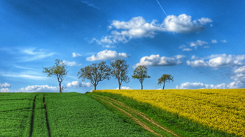 trees field clouds spring rape agriculture fieldtrack rapeseed farmtrack rapefield rowoftrees