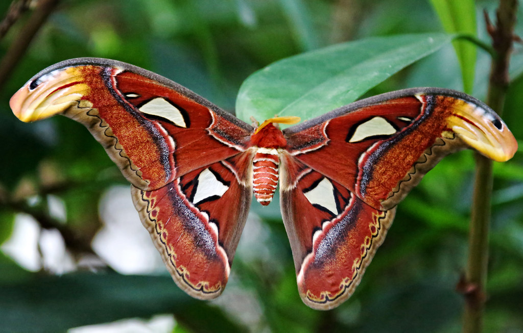 Atlas Moth: Master of Illusion
