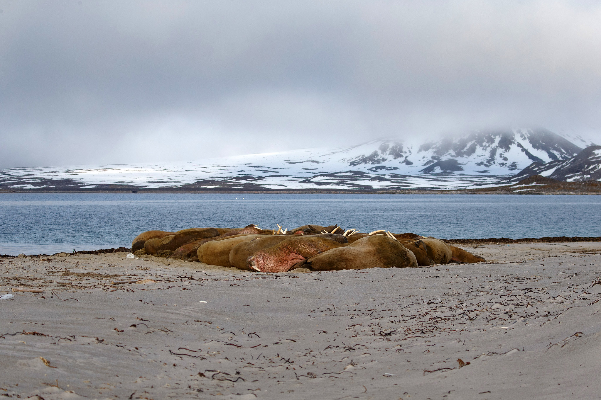 Walrus - Svalbard