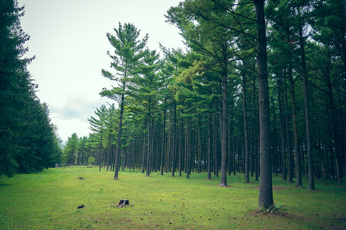trees nature pine forest naturallight wideangle pinetrees