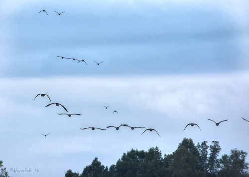 nature flying geese nikon unitedstates northcarolina migration cherryville clevelandcountync mosslakenc