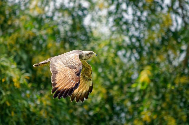 Savanna Hawk in Flight