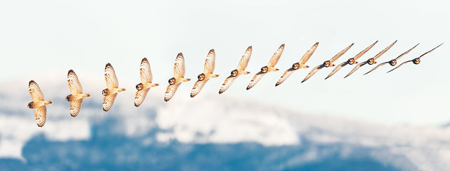 Short-eared Owl in Flight - Sequence (Explored)