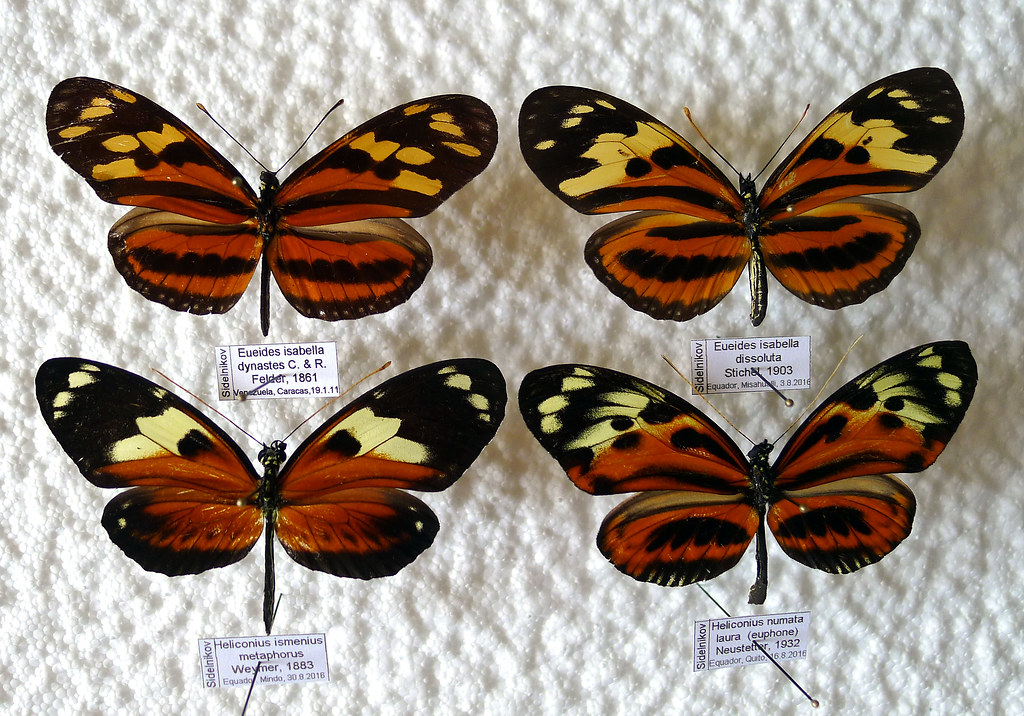 Müllerian mimicry | A famous example of butterfly mimicry is… | Flickr