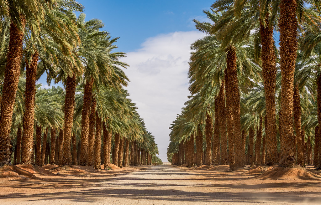 Paals Spring palms-spring | Noam Cohen | Flickr