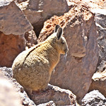 #Chile Atacama Los reinos de la viscacha