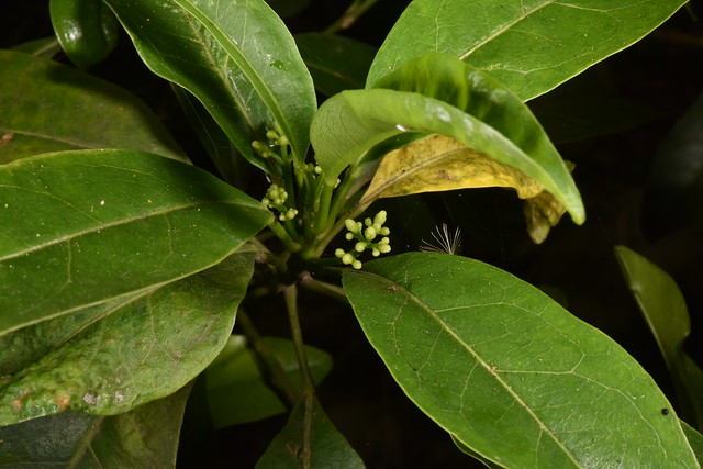 芸香科 Acronychia pedunculata 降真香 20150502 沙鹿_6
