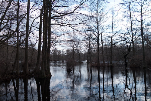 Visit to Trussum Pond by Jesse Wagstaff, water pond unitedstates delaware laurel trussum