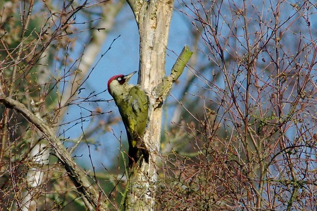 IMGP4277 Green Woodpecker, The Lodge, Sandy, April 2015