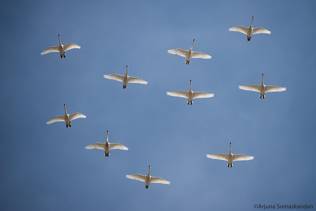 Tundra Swans -  Arial Show