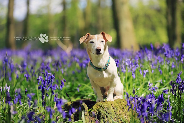 Hertfordshire Pet Photography | Taz at Bluebell Woods