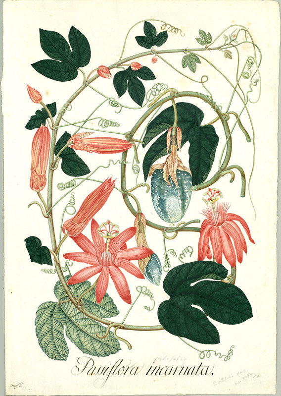 Passiflora vitifolia