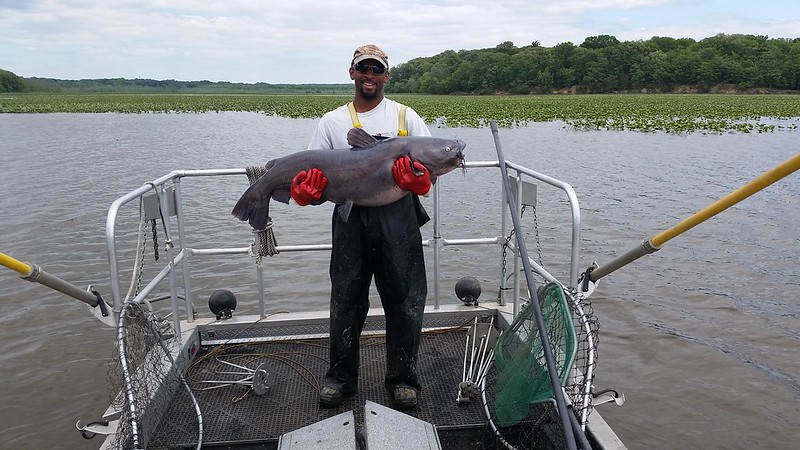 Blue Catfish