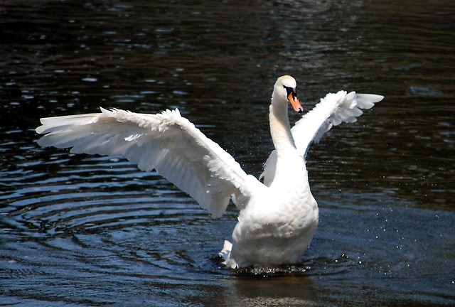 Swan on River Ayr