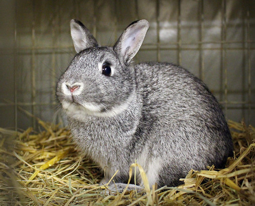 Farbenzwerg Chinchilla Front Netherland Dwarf Rabbit Chin Flickr farbenzwerg-chinchilla-front-netherland-dwarf-rabbit-chin-flickr