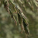 Flickr photo 'H20150417-0042—Festuca californica—RPBG' by: John Rusk.