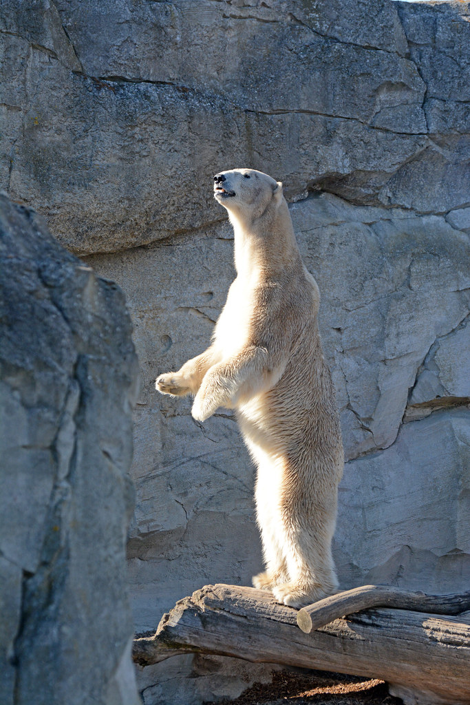 Eisbär Lloyd im Zoo am Meer
